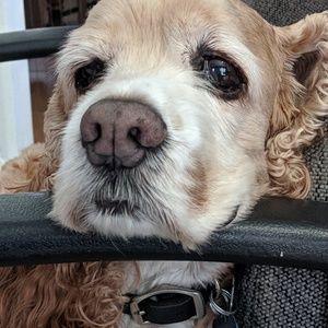 Meet your Posher, Judi